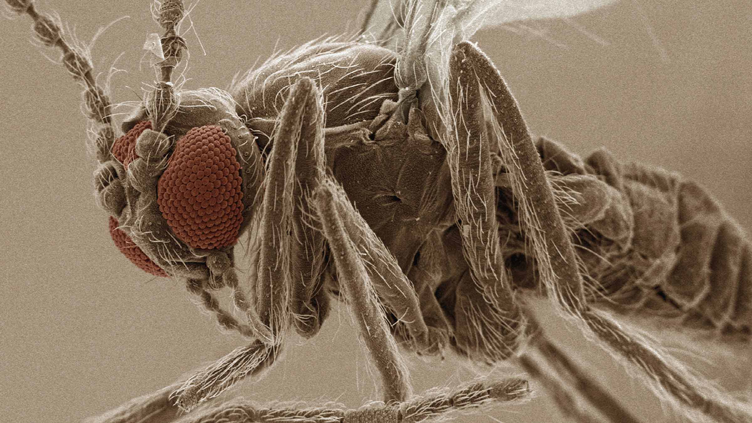 What to know about leishmaniasis and the new vaccine that could prevent it