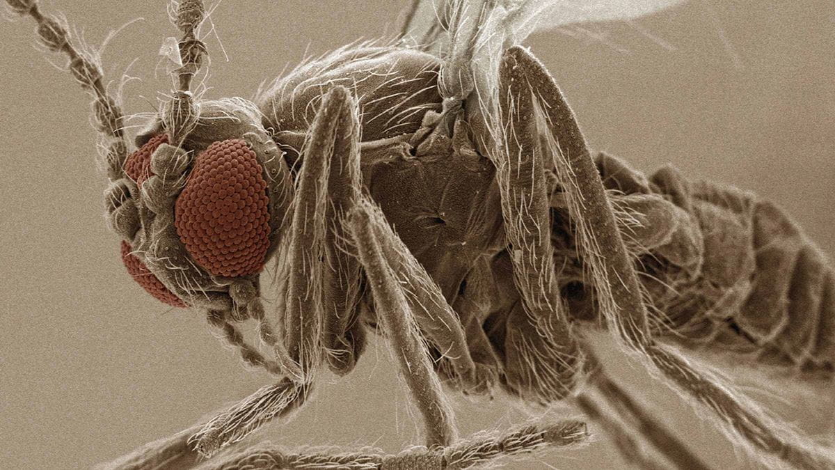 What to know about leishmaniasis and the new vaccine that could prevent it