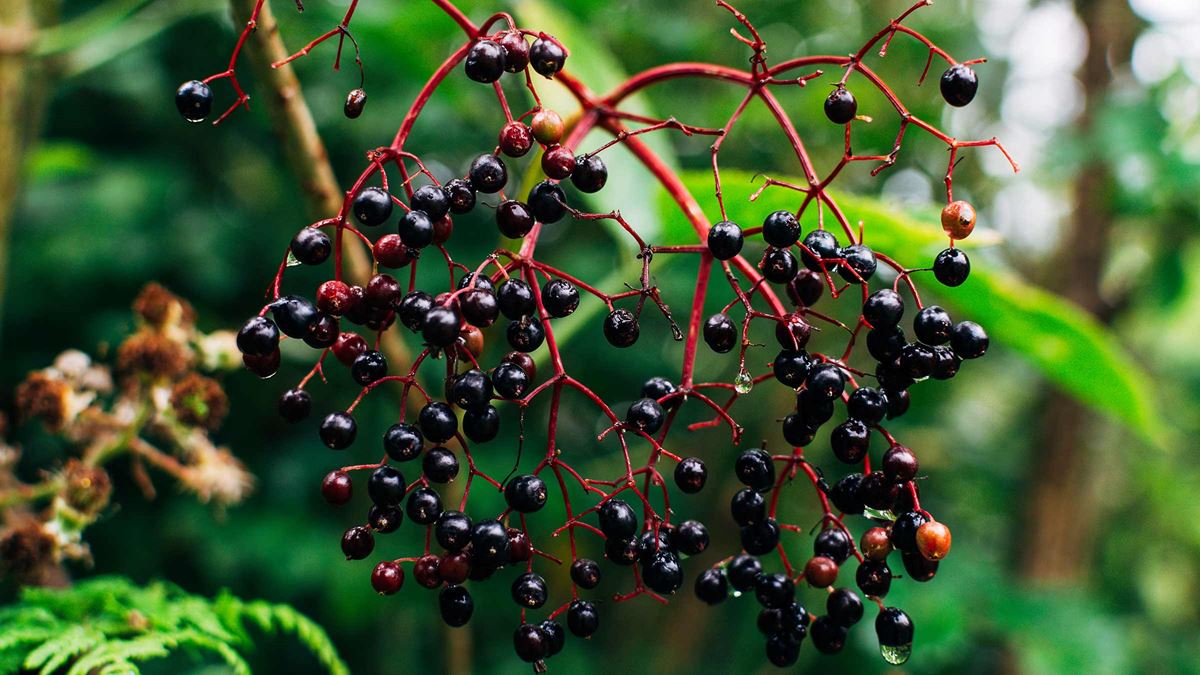 Can elderberry help with cold symptoms?
